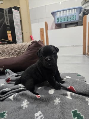 Les chiots de Staffordshire Bull Terrier