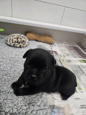 Les chiots de Staffordshire Bull Terrier