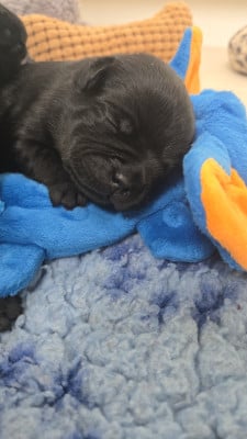 Les chiots de Staffordshire Bull Terrier