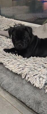 Les chiots de Staffordshire Bull Terrier