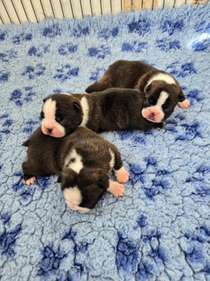 Les chiots de Boston Terrier