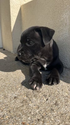 Les chiots de Staffordshire Bull Terrier