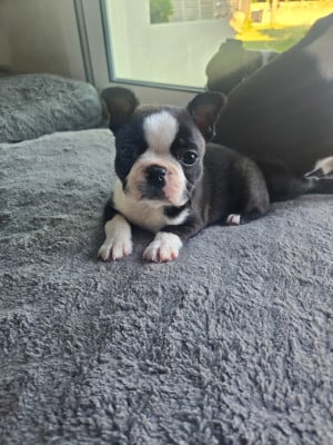 Les chiots de Boston Terrier