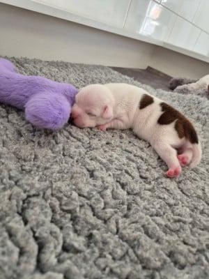 CHIOT 3 - Staffordshire Bull Terrier
