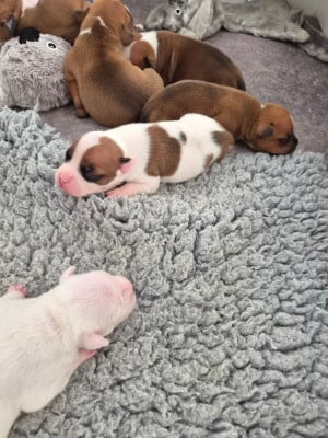 CHIOT 6 - Staffordshire Bull Terrier