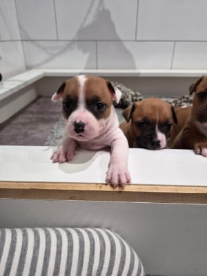 Les chiots de Staffordshire Bull Terrier