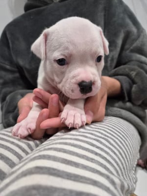 Les chiots de Staffordshire Bull Terrier