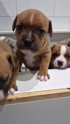 Les chiots de Staffordshire Bull Terrier