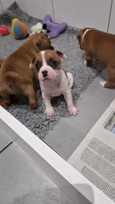 Les chiots de Staffordshire Bull Terrier