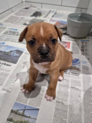Les chiots de Staffordshire Bull Terrier