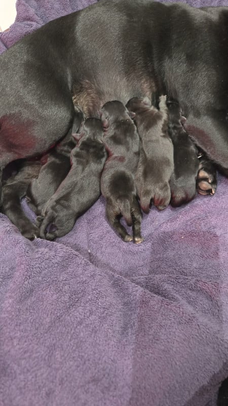 Staffordshire Bull Terrier - du Temple des Gremlins