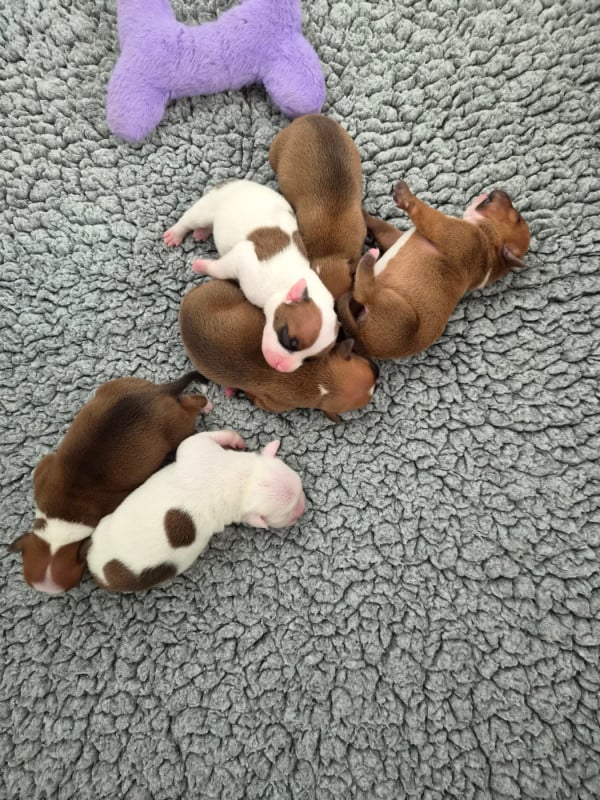 Staffordshire Bull Terrier - du Temple des Gremlins
