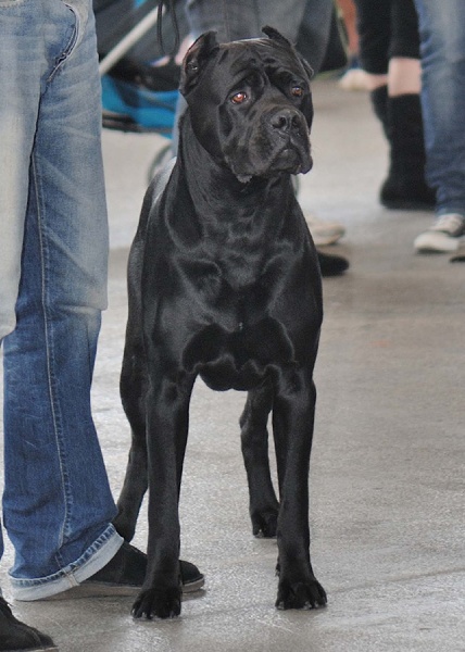 Niro dell' Antico Cerberus - exc nc en classe ouverte mâles