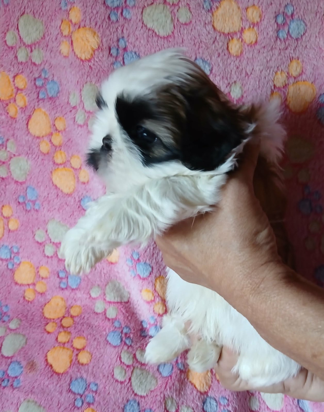 Bettina