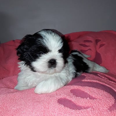 Batman - Shih Tzu