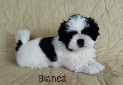 Bianca - Shih Tzu