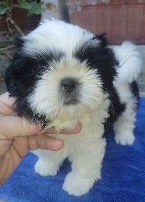 Les chiots de Shih Tzu