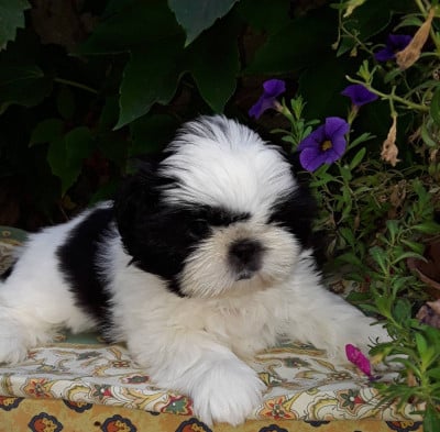Les chiots de Shih Tzu