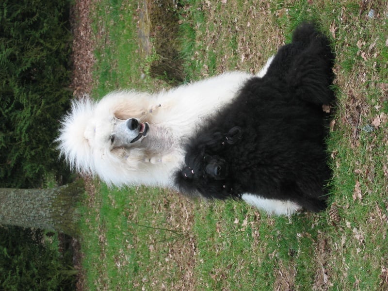 Publication : de la Verchere Rouge