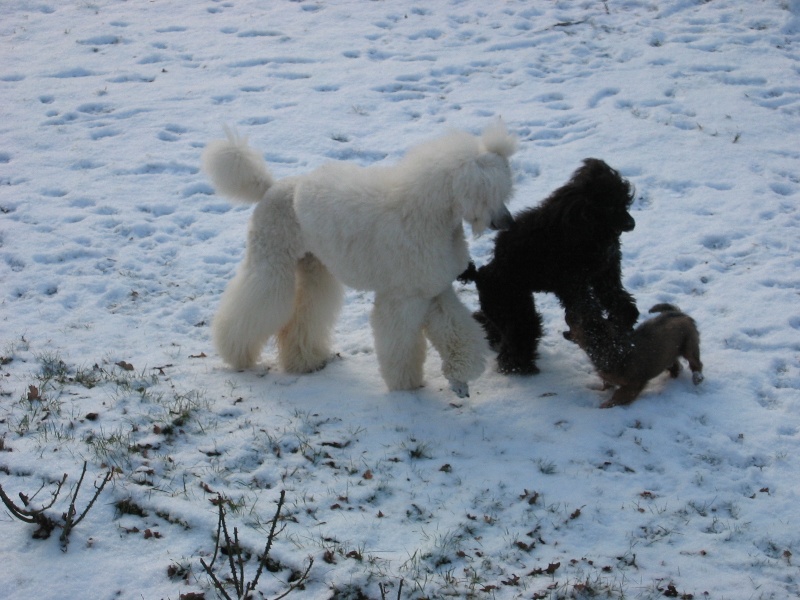 Publication : de la Verchere Rouge