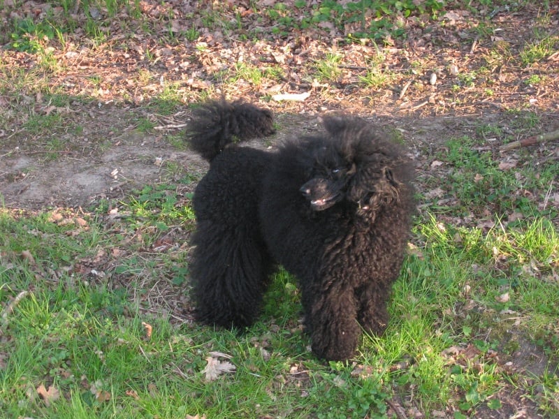 Publication : de la Verchere Rouge