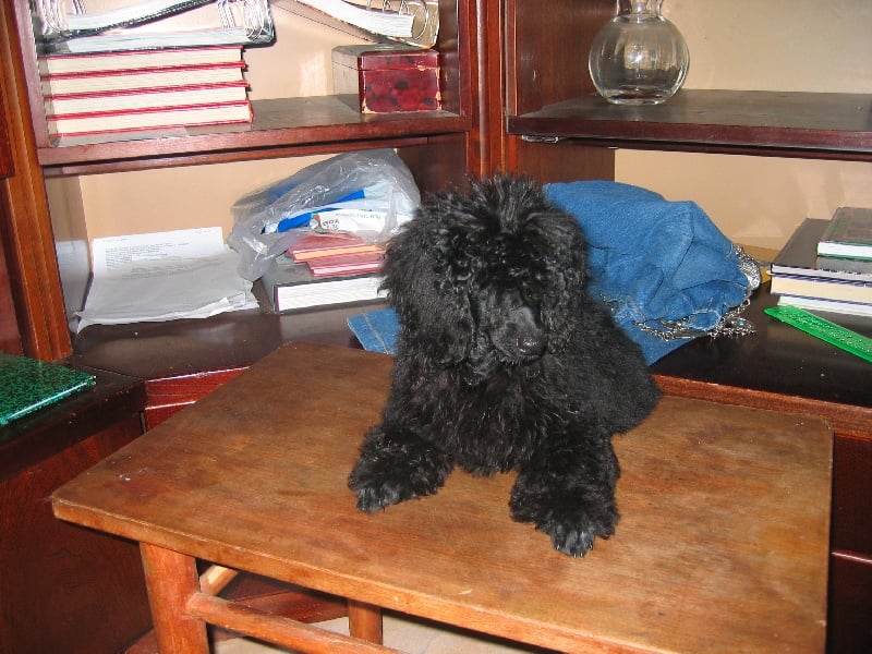 Publication : de la Verchere Rouge