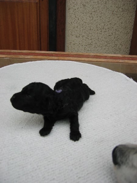 Publication : de la Verchere Rouge