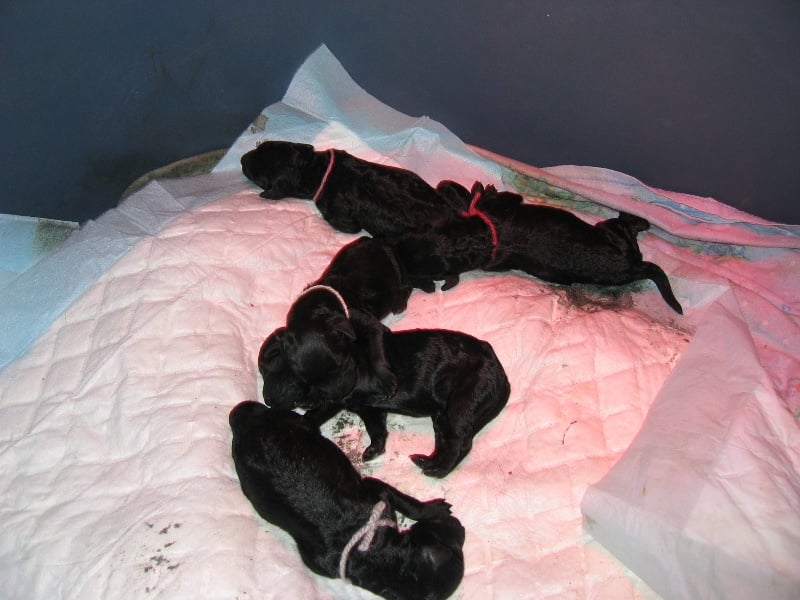 Publication : de la Verchere Rouge