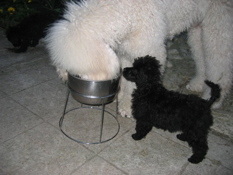 Publication : de la Verchere Rouge