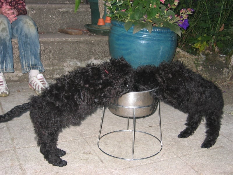 Publication : de la Verchere Rouge