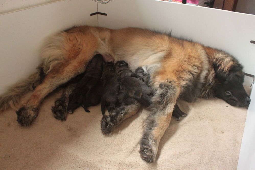 chiot Leonberger du Clos de la Wittmatt