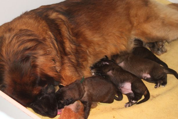 du Clos de la Wittmatt - Leonberger - Portée née le 26/07/2018