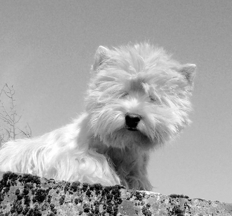 Accueil - Elevage des Ormeaux d'Antan - eleveur de chiens Accueil - Elevage des Ormeaux d'Antan - eleveur de chiens