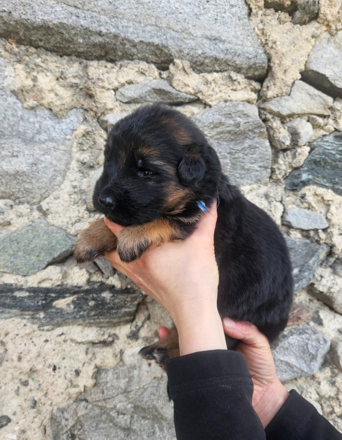 ficelle BLEUE et BLANCHE