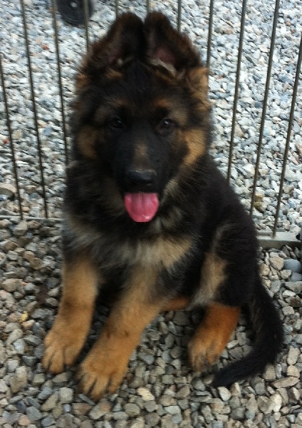 Chiot Elevage Du Chalet Des Crocs Blancs Eleveur De Chiens Berger Allemand Poil Long