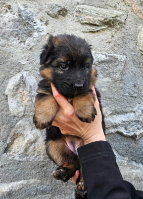 Les chiots de Berger Allemand Poil Long