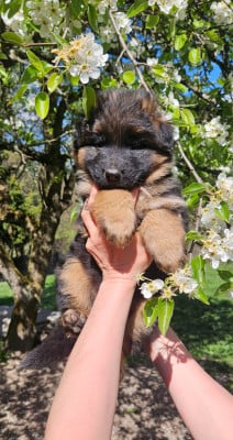 Les chiots de Berger Allemand Poil Long
