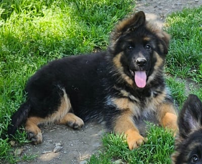 Les chiots de Berger Allemand Poil Long