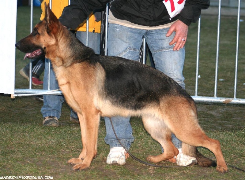 Arsouille Domaine du parc - 4ème très prometteur classe débutante
