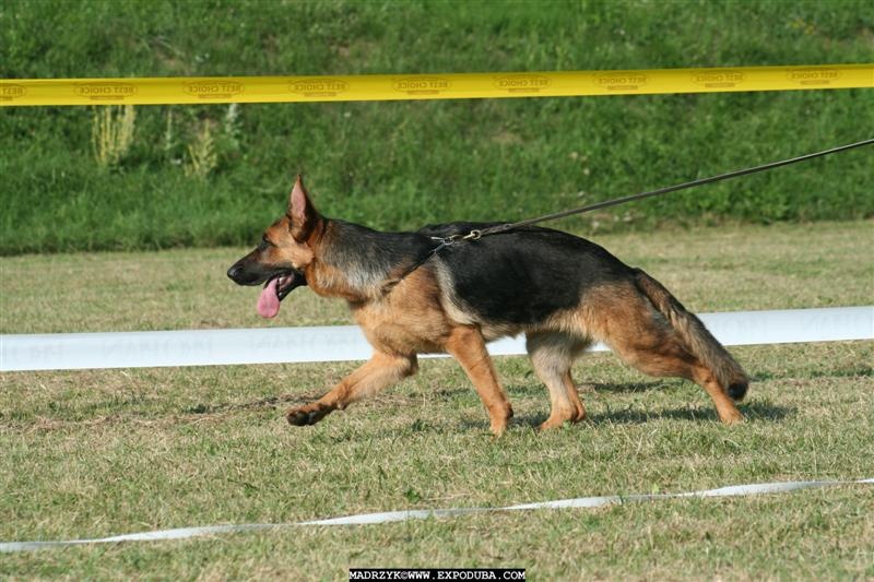 Arsouille Domaine du parc - 4ème très prometteur classe 6/9 mois