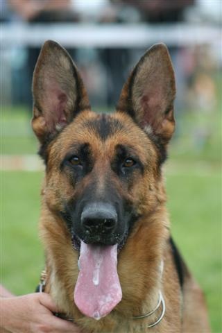 Arsouille Domaine du parc - 6ème très bon classe jeune