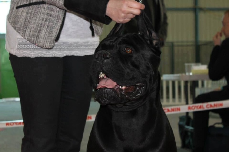 CH. Hualgo du bois d'Aquilas - 1 Excellent