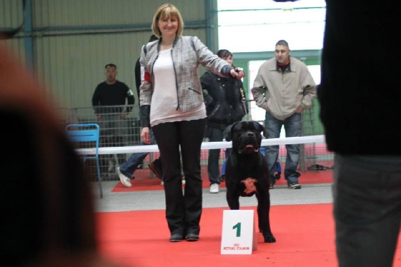 CH. Hualgo du bois d'Aquilas - 1 ER Excellent CACS