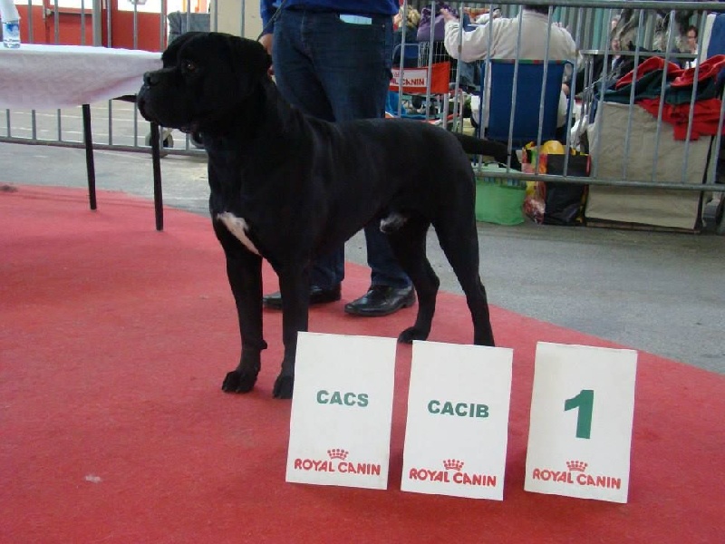 CH. Hualgo du bois d'Aquilas - 1 er Excellent CACS-CACIB Meilleur de Race