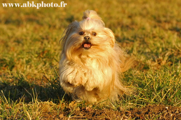 Publication : du Lac d'Annecy