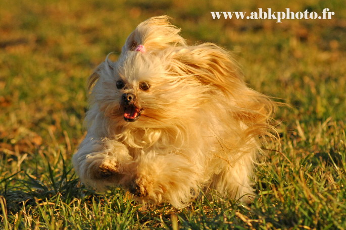 Publication : du Lac d'Annecy