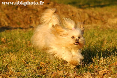 Publication : du Lac d'Annecy