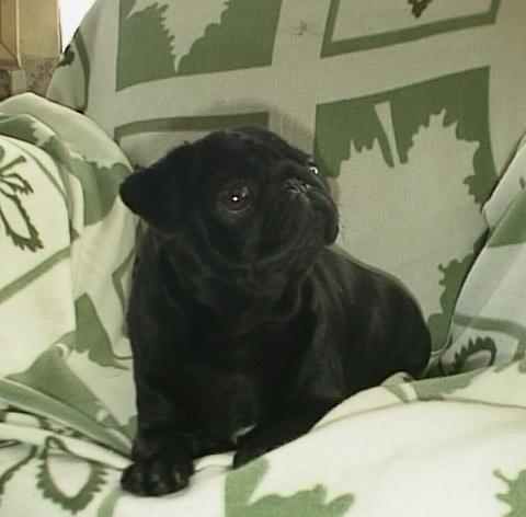 Publication : Lord of Greyskull