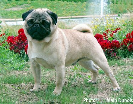 Publication : Lord of Greyskull