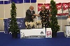 CH. Hestonite Lord of Greyskull - GROUPES 2eme BEST IN SHOW